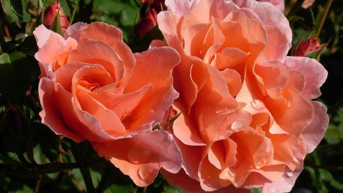 Grand Prix - 4e édition : Rosa ALI BABA® ‘Chewalibaba’. Obtenteur : Chris Warner. ©SNHF